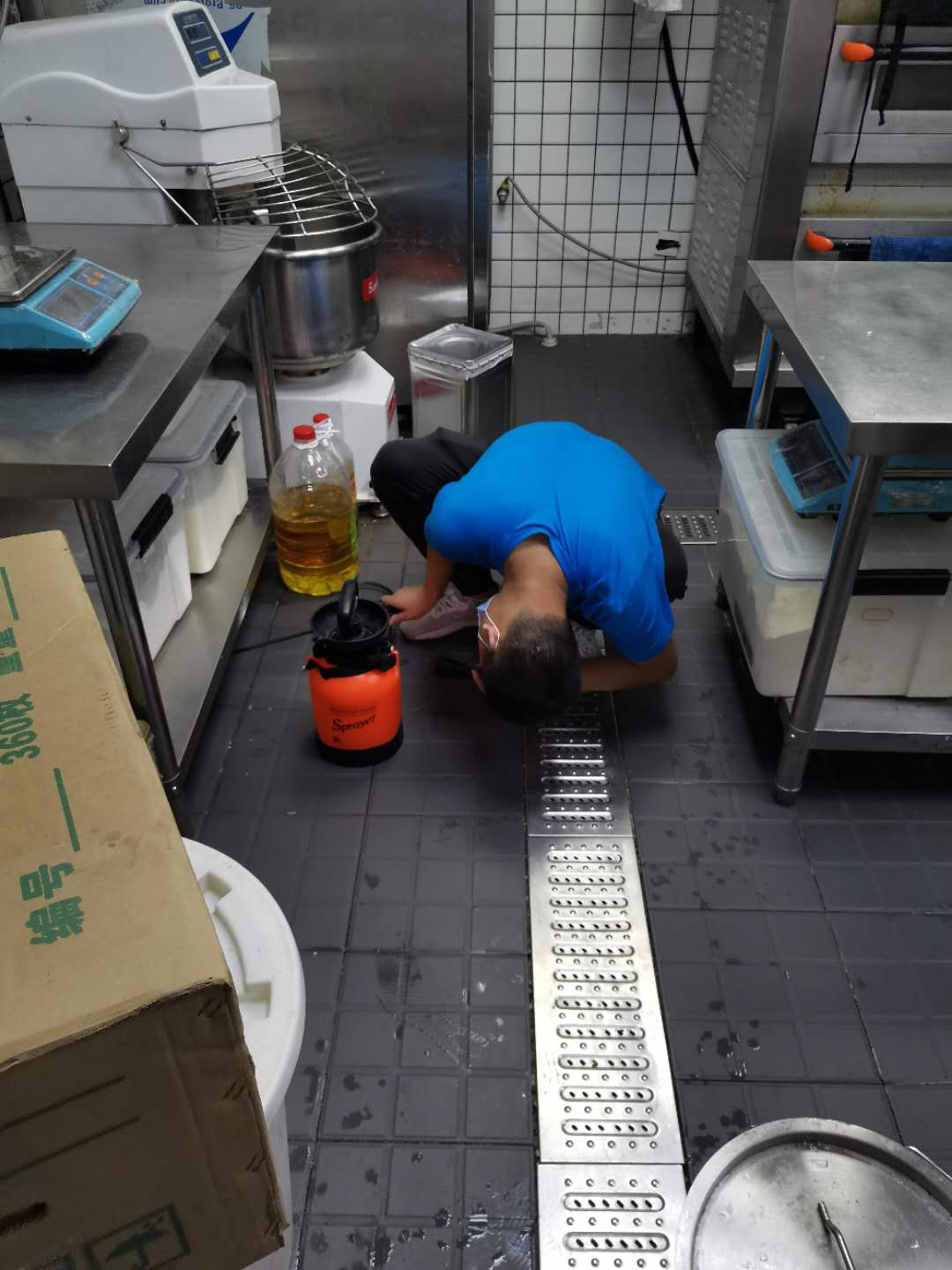广州蟑螂吃了药死的到处都是