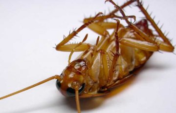 蚊蝇诱灭器对身体有害吗?