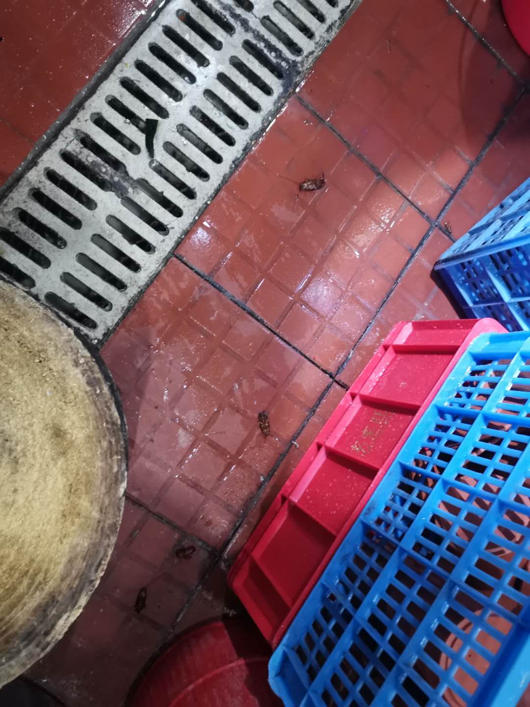  家庭灭蟑螂最好方法