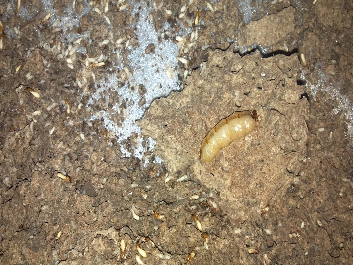 白蚁对房子的危害性