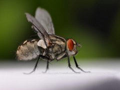 广州杀虫灭鼠公司：白蚁都有哪些天敌？