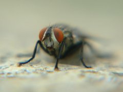广州杀虫灭鼠公司：白蚁窝里的黑东西是什么？
