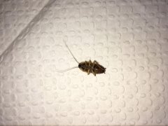 广州杀虫灭鼠公司：怎么彻底消灭臭虫？