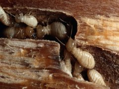 广州杀虫灭鼠公司：老鼠身上有虱子吗？