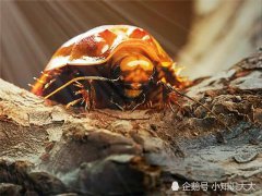 广州杀虫灭鼠公司：为什么床上突然有小蟑螂？